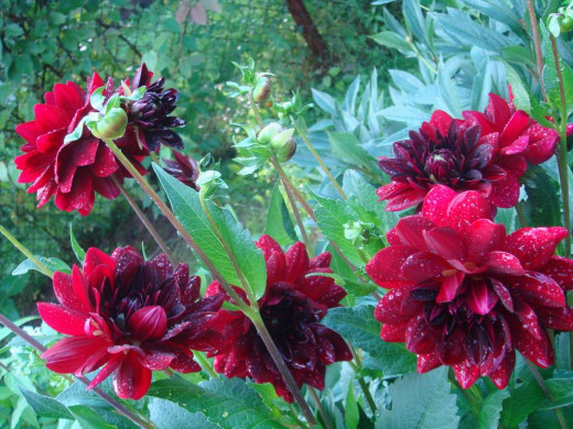 425501 (a): :1024x768